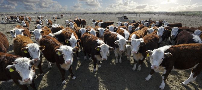 Argentinan steaks