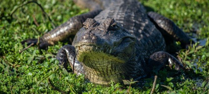Rewilding Iberá: How Apex Predator Reintroduction Drives Corrientes’ Rural Bioeconomy Rewilding Iberá: How Apex Predator Reintroduction Drives Corrientes’ Rural Bioeconomy