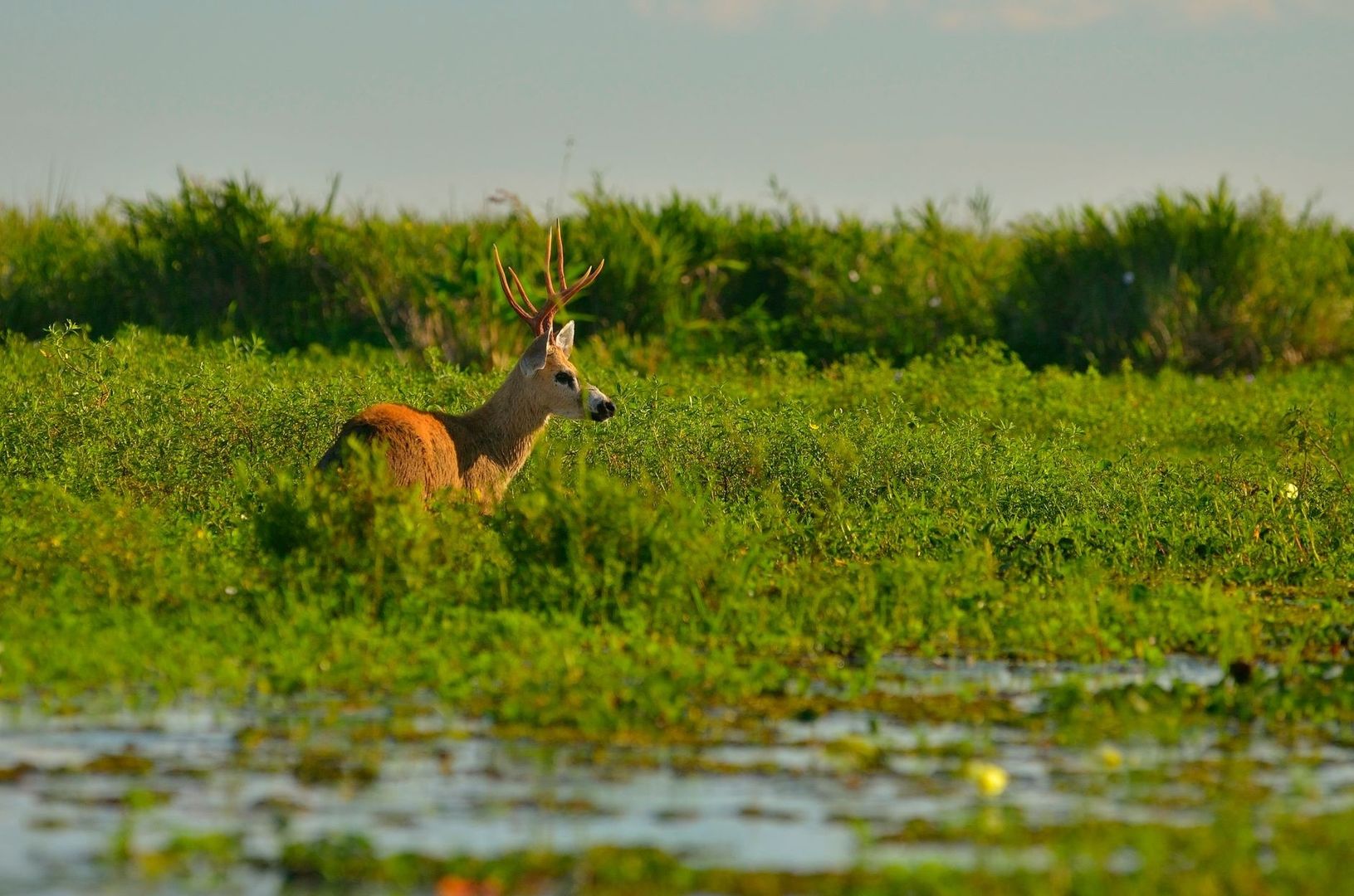 Antlered deer standing among dense vegetation beside Iberá wetland water